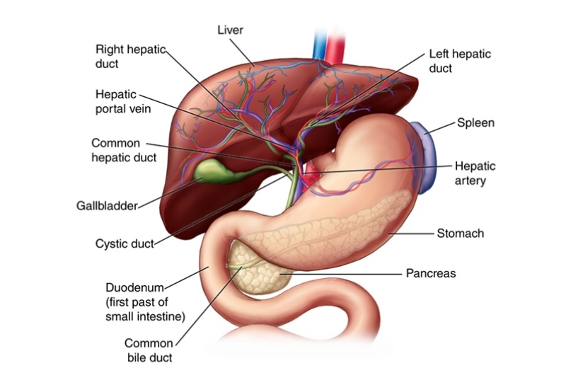 gallbladder